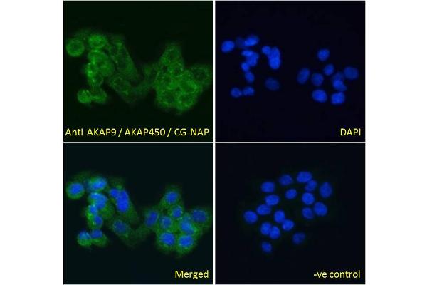 anti-A Kinase (PRKA) Anchor Protein (Yotiao) 9 (AKAP9) (C-Term) antibody