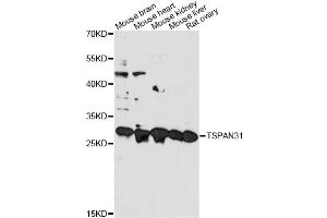 Image no. 1 for anti-Tetraspanin 31 (TSPAN31) antibody (ABIN6568314)