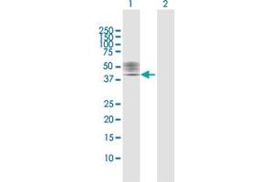 Western Blot analysis of P2RX1 expression in transfected 293T cell line by P2RX1 MaxPab polyclonal antibody.