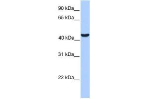 Image no. 1 for anti-Abhydrolase Domain Containing 5 (ABHD5) (C-Term) antibody (ABIN632415)