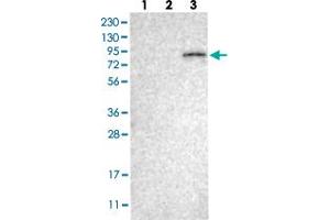 Image no. 2 for anti-Engulfment and Cell Motility 2 (ELMO2) antibody (ABIN5577234)