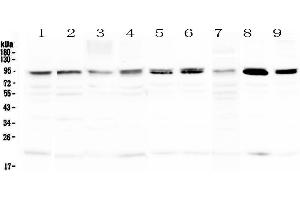 PRDM1 antibody  (AA 1-230)