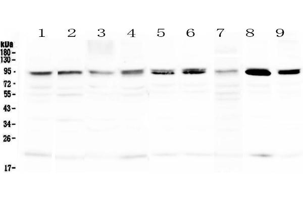 PRDM1 antibody  (AA 1-230)