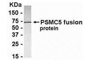 Image no. 1 for anti-Proteasome (Prosome, Macropain) 26S Subunit, ATPase, 5 (PSMC5) (AA 2-160) antibody (ABIN2468166)