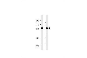 RFTN1 抗体  (AA 169-198)