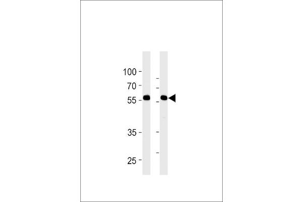 RFTN1 抗体  (AA 169-198)
