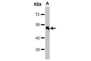 Image no. 5 for anti-Adrenoceptor alpha 1A (ADRA1A) (Center) antibody (ABIN2854646)