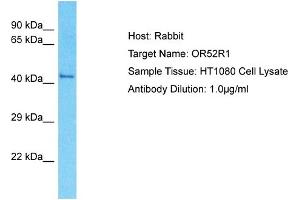 Image no. 1 for anti-Olfactory Receptor, Family 52, Subfamily R, Member 1 (OR52R1) (N-Term) antibody (ABIN2791836)
