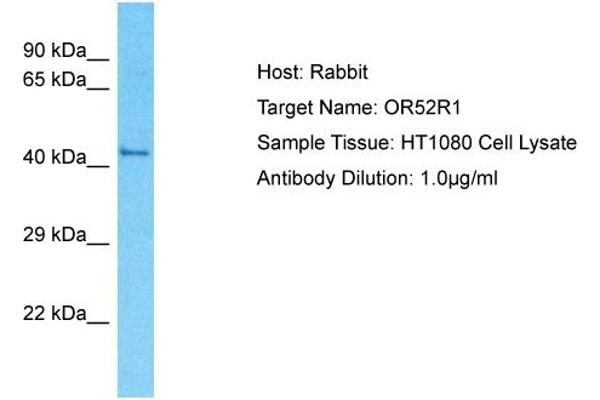 OR52R1 antibody  (N-Term)