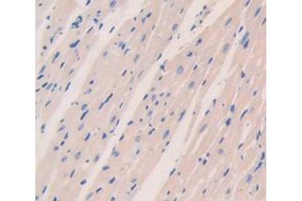 PDK1 antibody  (AA 172-399)