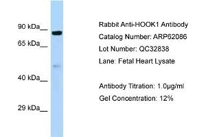 Image no. 1 for anti-Hook Homolog 1 (HOOK1) (C-Term) antibody (ABIN2789012)