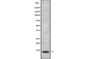 Kcne3 antibody  (Internal Region)