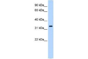 Image no. 1 for anti-Neutrophil Cytosolic Factor 4, 40kDa (NCF4) (N-Term) antibody (ABIN634325)