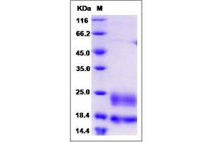 Image no. 1 for CD302 (CD302) (AA 1-165) protein (His tag) (ABIN2215271)