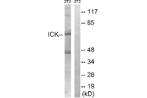 Image no. 1 for anti-Janus Kinase 3 (JAK3) (Tyr159) antibody (ABIN1577386)