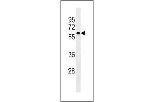 SERINC4 Antibody (C-term) (ABIN1881789 and ABIN2843212) western blot analysis in MCF-7 cell line lysates (35 μg/lane).