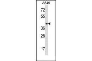 Image no. 1 for anti-Homeobox D11 (HOXD11) (AA 186-216), (Middle Region) antibody (ABIN952784)