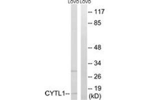 Image no. 1 for anti-Cytokine-Like 1 (CYTL1) (AA 61-110) antibody (ABIN1534403)