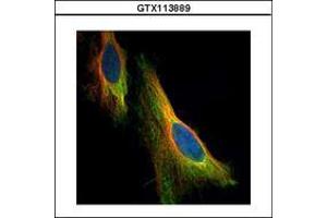 Image no. 3 for anti-Nucleolar Protein 3 (Apoptosis Repressor with CARD Domain) (NOL3) (AA 1-197) antibody (ABIN1501899)
