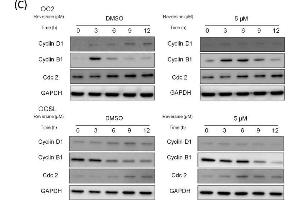 Image no. 4 for anti-Cyclin B1 (CCNB1) (Center) antibody (ABIN2854892)