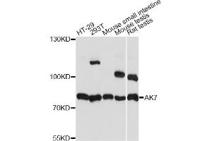 Image no. 1 for anti-Adenylate Kinase 7 (AK7) antibody (ABIN6568409)