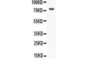 Image no. 1 for anti-Receptor (TNFRSF)-Interacting serine-threonine Kinase 1 (RIPK1) (AA 411-425), (Middle Region) antibody (ABIN3042930)