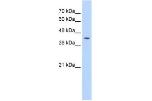 Image no. 1 for anti-Interferon Regulatory Factor 1 (IRF1) (N-Term) antibody (ABIN2780408)