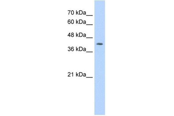 anti-Interferon Regulatory Factor 1 (IRF1) (N-Term) antibody