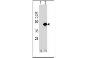 Image no. 2 for anti-Dynactin 2 (p50) (DCTN2) (AA 191-219), (Middle Region) antibody (ABIN952005)