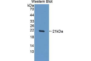 Image no. 1 for anti-Urocortin 3 (UCN3) (AA 24-164) antibody (ABIN1863258)