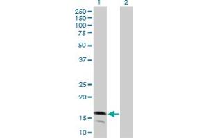 Western Blot analysis of LY96 expression in transfected 293T cell line by LY96 MaxPab polyclonal antibody.