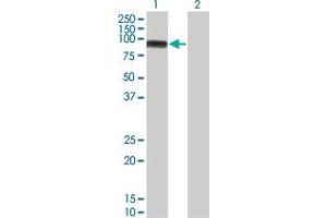 Image no. 2 for anti-Mitogen-Activated Protein Kinase Kinase Kinase 11 (MAP3K11) (AA 741-847) antibody (ABIN517943)