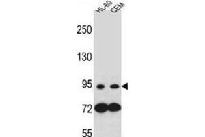 Image no. 2 for anti-Nucleotide-Binding Oligomerization Domain Containing 1 (NOD1) antibody (ABIN2996386)