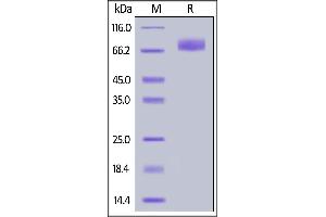 Image no. 2 for Inducible T-Cell Co-Stimulator Ligand (ICOSLG) (AA 47-279) (Active) protein (Fc Tag) (ABIN6938859)