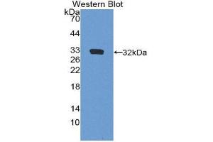 anti-Fibrillin 3 (FBN3) (AA 403-667) antibody
