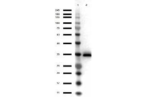 Image no. 1 for anti-Glycerol-3-Phosphate Dehydrogenase 1 (Soluble) (GPD1) antibody (HRP) (ABIN5596858)