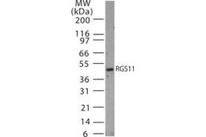 RGS11 antibody  (AA 201-218)