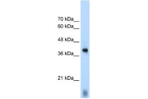 Image no. 3 for anti-Eukaryotic Translation Initiation Factor 2 Subunit 1 (EIF2S1) (C-Term) antibody (ABIN629992)