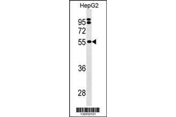 anti-Sep (O-phosphoserine) tRNA:Sec (Selenocysteine) tRNA Synthase (SEPSECS) (AA 444-474), (C-Term) antibody