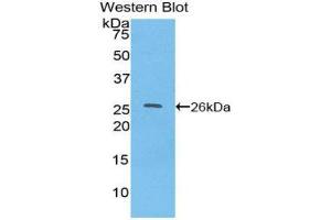 Image no. 1 for anti-Torsin Family 2, Member A (TOR2A) (AA 49-248) antibody (ABIN1860836)
