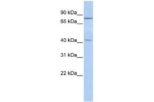 Image no. 1 for anti-Kelch-Like 3 (KLHL3) (Middle Region) antibody (ABIN2781024)