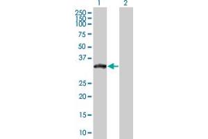 Western Blot analysis of XRCC2 expression in transfected 293T cell line by XRCC2 MaxPab polyclonal antibody.
