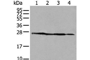 Western blot analysis of 293T A431 and HepG2 cell lysates using ARHGDIB Polyclonal Antibody at dilution of 1:500