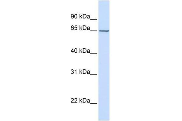 anti-Carbohydrate (N-Acetylgalactosamine 4-Sulfate 6-O) Sulfotransferase 15 (CHST15) (Middle Region) antibody