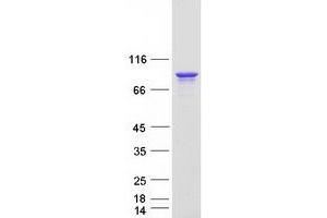 Image no. 1 for DEAD Box Protein 4 (DDX4) (Transcript Variant 3) protein (Myc-DYKDDDDK Tag) (ABIN2719318)