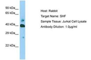 Image no. 1 for anti-Src Homology 2 Domain Containing F (SHF) (AA 22-71) antibody (ABIN6749970)