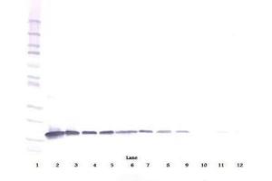 Image no. 1 for anti-Interleukin 3 (IL-3) antibody (ABIN464896)