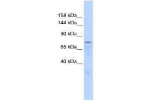 Image no. 1 for anti-Zinc Finger Protein 62 (ZFP62) antibody (ABIN2458282)