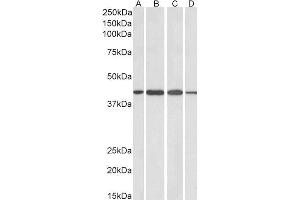 Image no. 1 for anti-ArfGAP with Dual PH Domains 1 (ADAP1) (C-Term) antibody (ABIN185094)