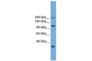 anti-Pleckstrin Homology-Like Domain, Family B, Member 1 (PHLDB1) (Middle Region) antibody